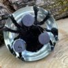 Creepy Crawly Magnet - Image 2